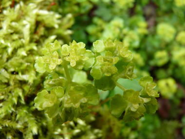 Fleurs jaunes verdâtres de petite taille. Agrandir dans une nouvelle fenêtre (ou onglet)